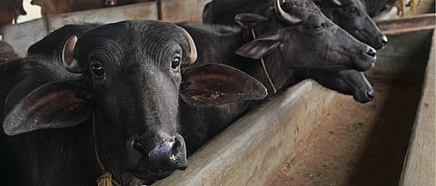 Buffalo contribute more than 55 % in milk production