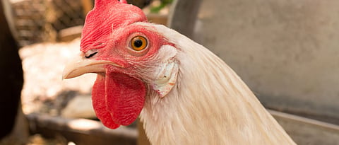 white Leghorn hens lays big size white eggs