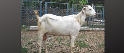 what are goat breeds for milk ?