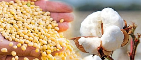 Soybean Cotton Rate