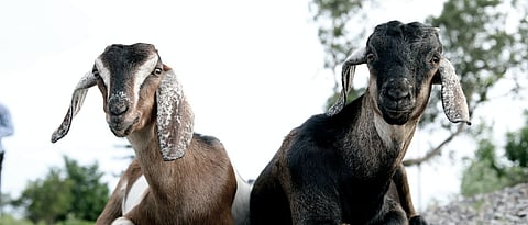 Goat Rearing