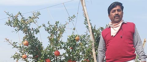 शेतकरी नियोजन- पीक - डाळिंब
