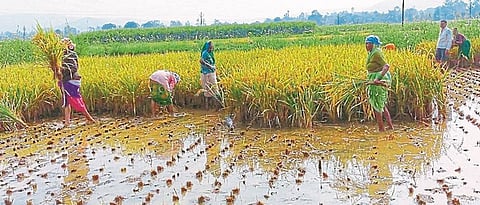 Large loss of paddy crop in Nashik due to untimely