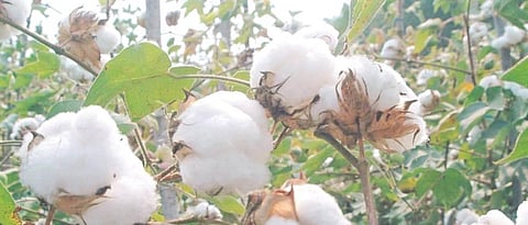 Cotton Cultivation
