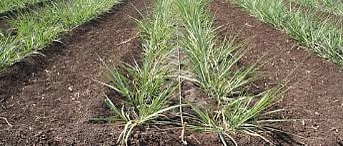 Sugarcane Khodava