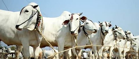 Gavlaou cattle