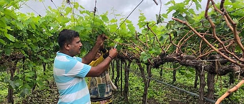 grapes cutting