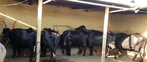 Danger of Congo fever in animals