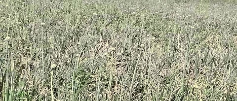 onion growers waiting for insurance money in Solapur district