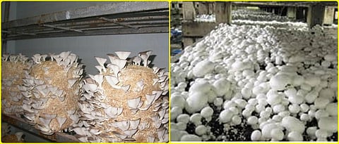 mushroom production