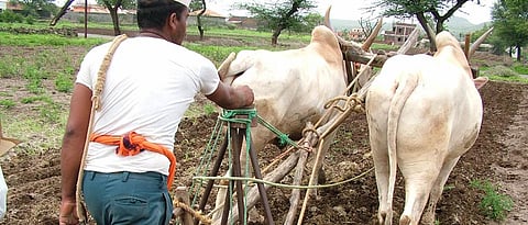 Groundnut Sowing