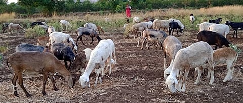 sheep