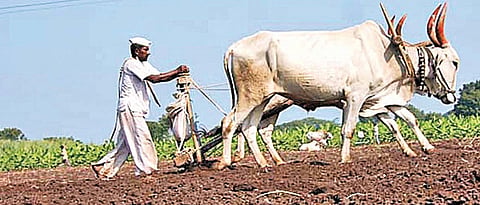 Farmer