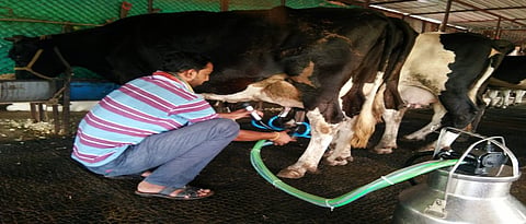 पावसाळ्यातील जनावरांचे व्यवस्थापन