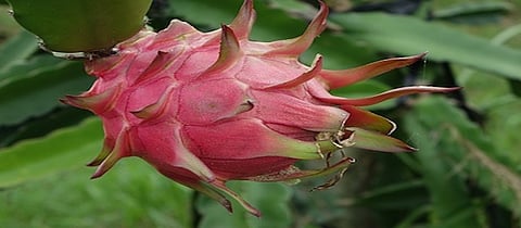 Dragon Fruit
