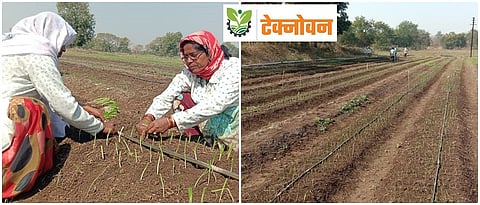 सुधारित कांदा लागवडीतून वाचेल ३३ टक्के पाणी