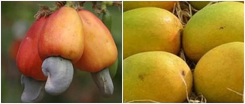 Mango, Cashew