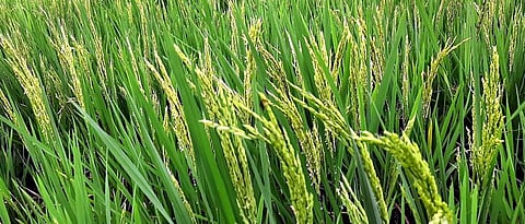 Paddy Crop