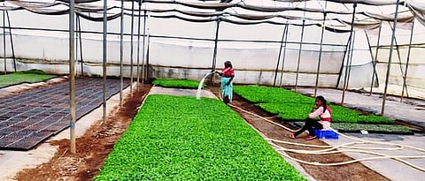 रोपवाटिकांमध्ये सणासुदीतच लगीनघाई; भाजीपाला रोपांच्या मागणीत वाढ