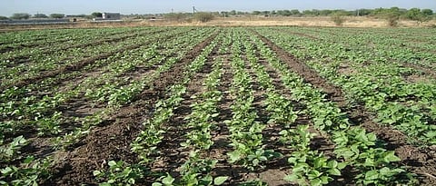 Mung Crop