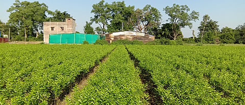 citrus nursery