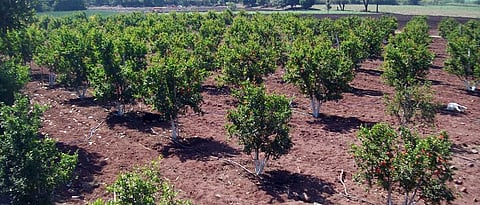 Fruit Crop Orchard