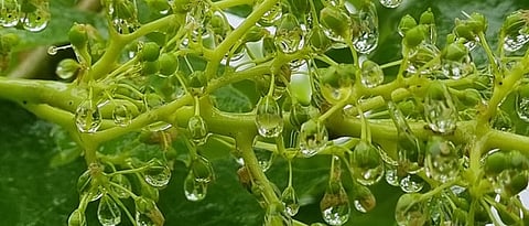 Rain