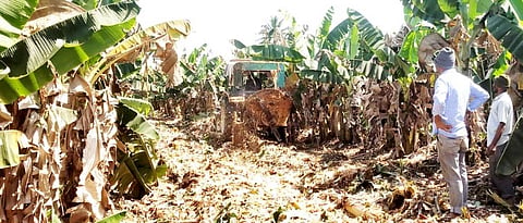 Big decline in banana cultivation