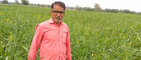 पुसद तालुक्यात शेतकऱ्यांचा हिरवळीचे खत करण्याकडे कल Farmers in Pusad taluka Tend to green manure