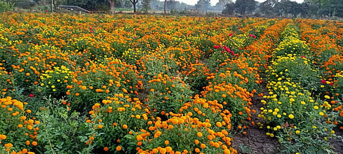 Mundkhed Flowers