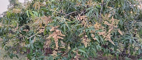 Mango Season