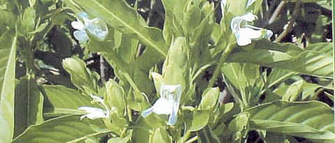 Adulsa