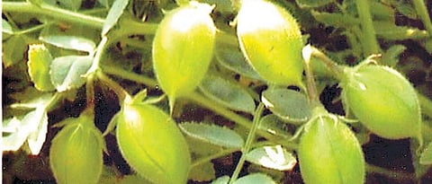 Chana Varieties