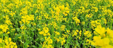 Oil seed sowing