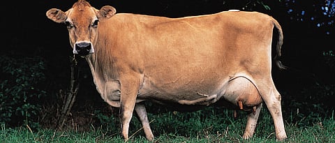 jersey
