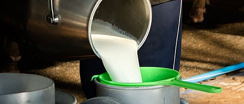 What is importance of clean milk production?