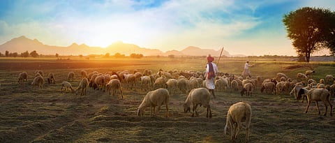 Sheep Rearing