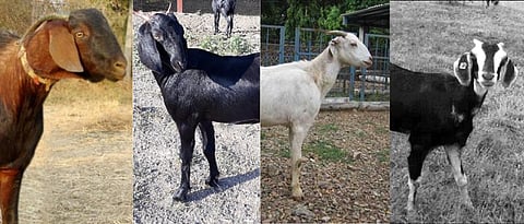 Goat Breeds of Maharashtra