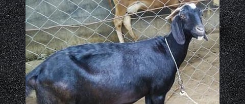 Pregnant Goat Management