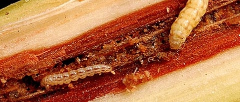 stem borer