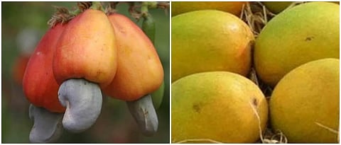 Cashew, mango fruit with temperature rise