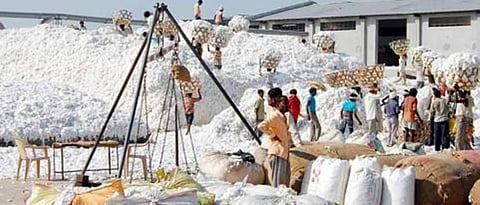 Cotton Market