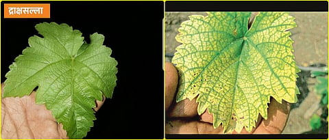Remedy by recognizing the symptoms of nutrient deficiency in the vineyard