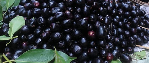 Jambhul