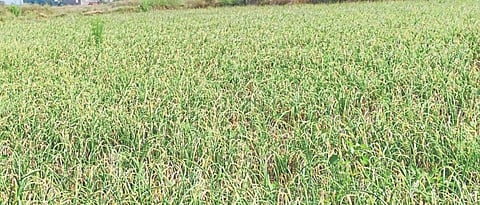 Onion Disease