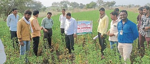 Saffron crop demonstration inspection in copper by the director of 'Atma'