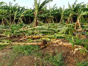 Banana Crop Insurance