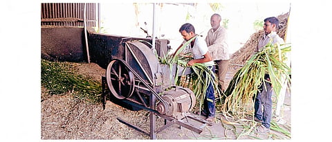 मुरघास बनविण्यासाठी चारा कुट्टी करणे आवश्यक असते.