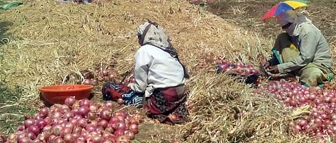 टप्प्याटप्प्याने कांदा विक्रीस आणावा : अभ्यासकांचा सल्ला, लाल कांद्याला द्या प्राधान्य