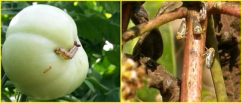 Pest on tomato and mango